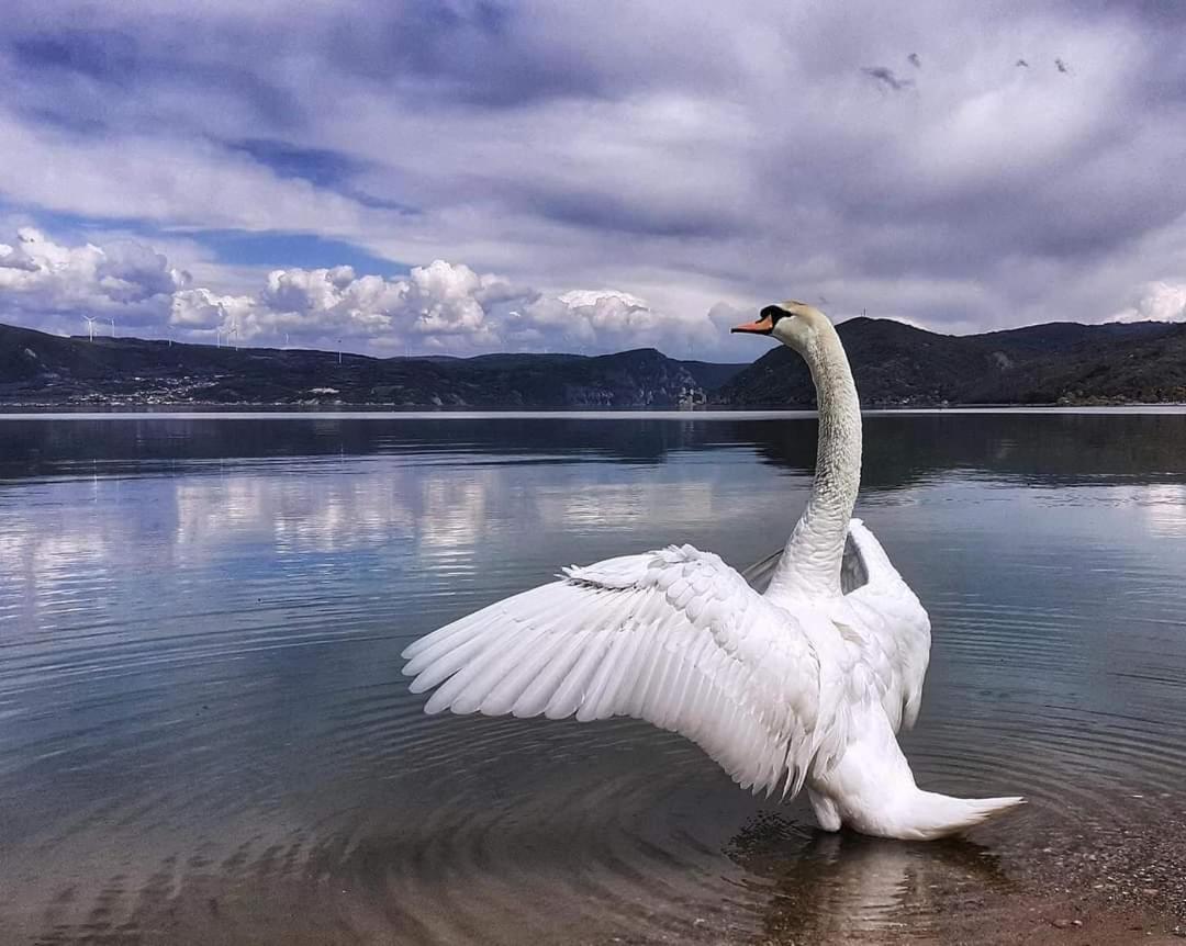 Apartman Bella Vista Golubac Eksteriør billede